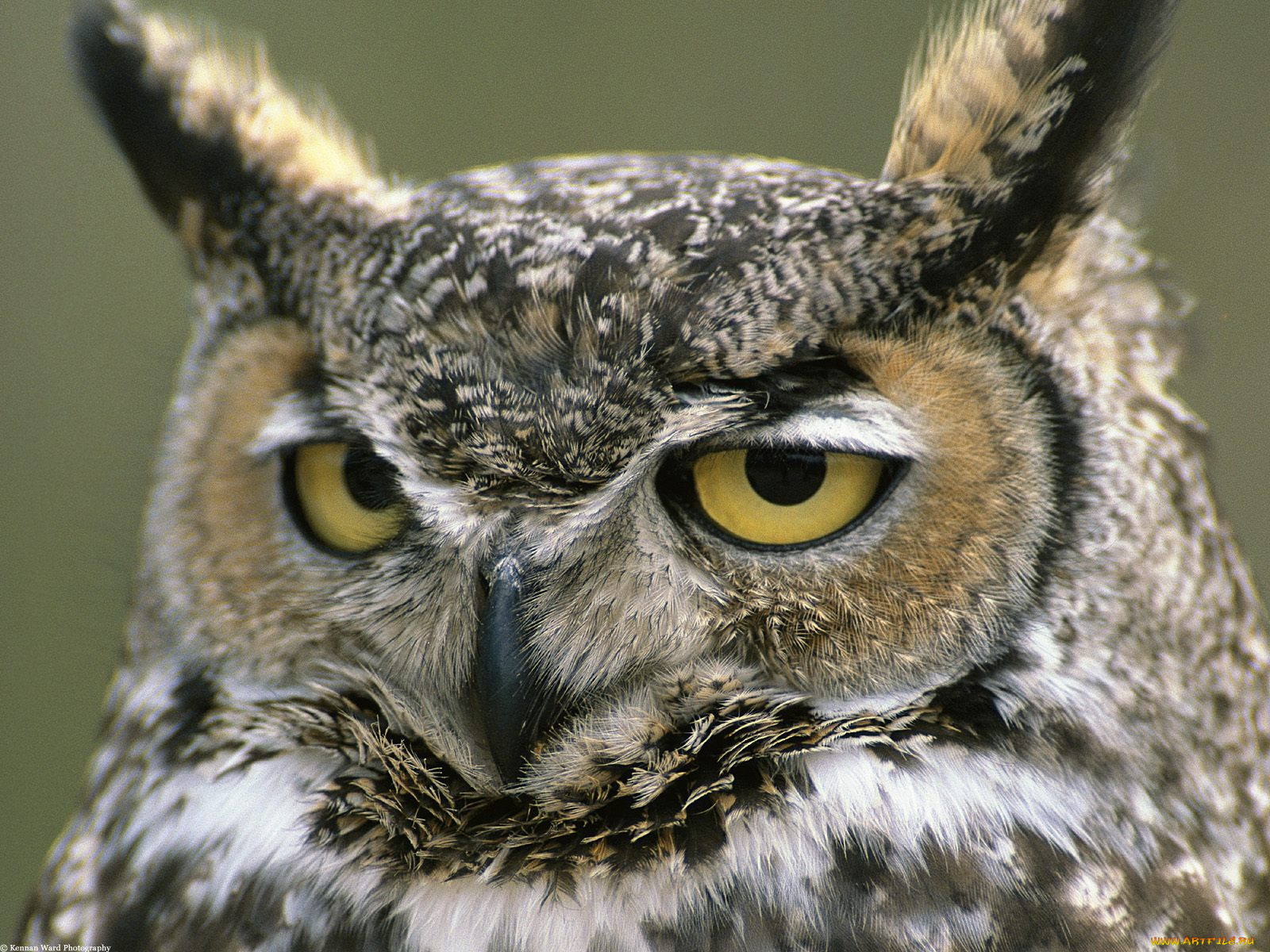 great, horned, owl, denali, national, park, alaska, , 